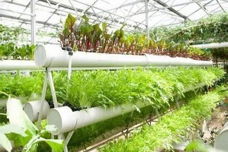 巴西木浇水的正确方法