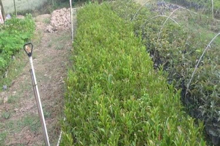 中国磷肥哪个最好