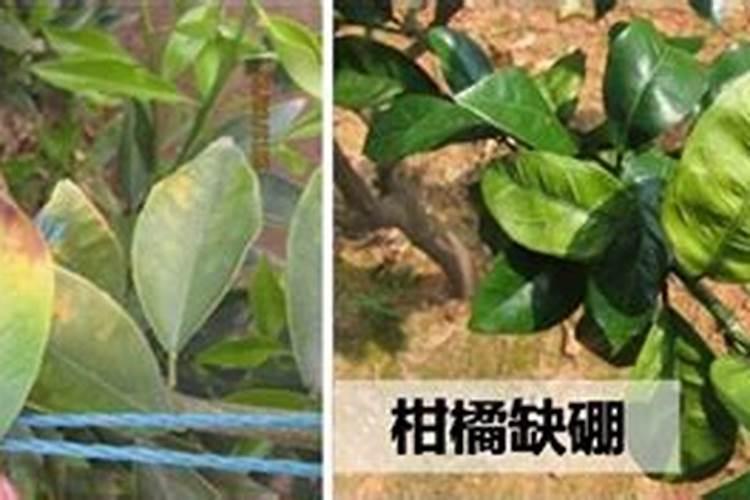 磷酸二氢钾和硼肥能一起用吗