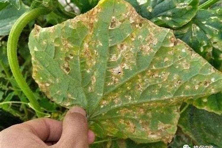 钙肥和水溶性硫酸钾能不能放进水里化了一起用？有问题吗？