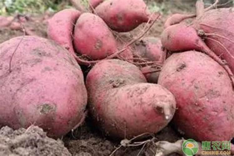 钙肥和硫酸钾复合肥混施底肥可以吗？