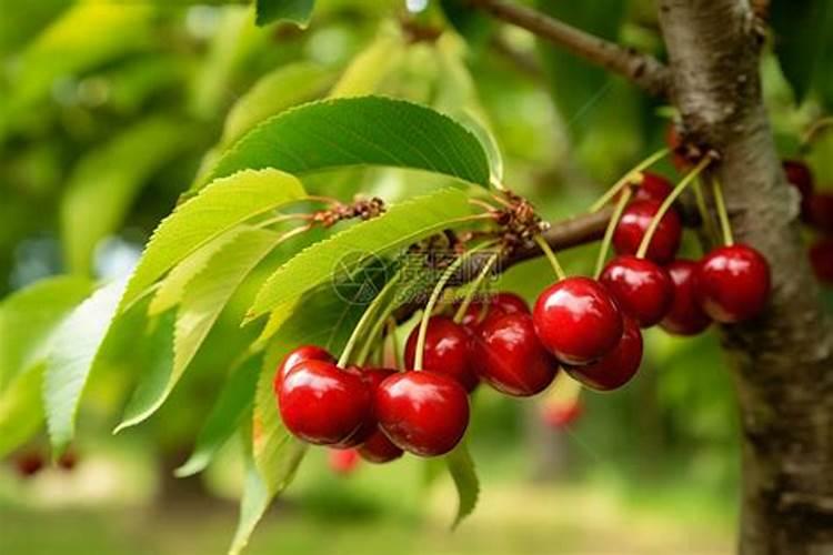 豆角小苗发黄打什么叶面肥