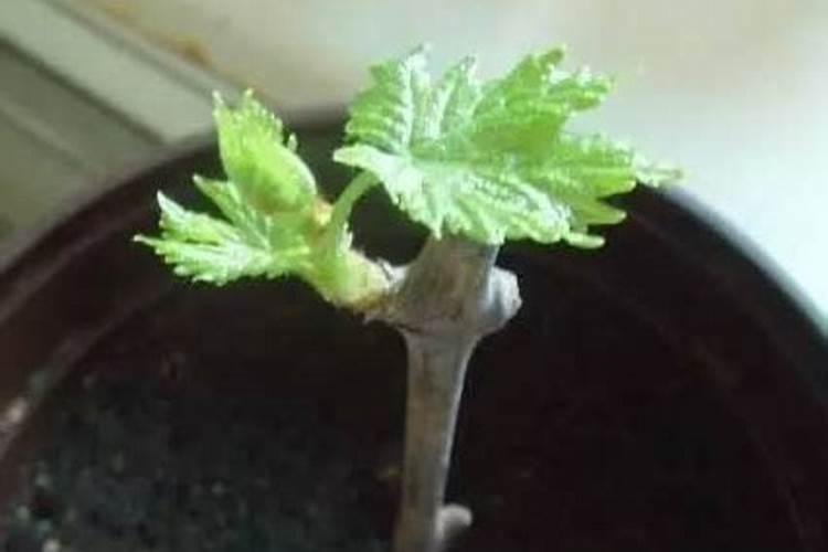 黄瓜初花期用磷酸二氢钾根施肥可以吗