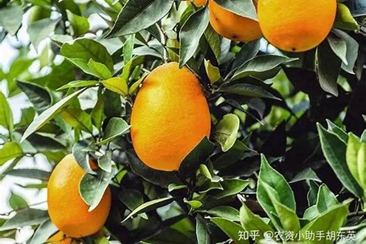 目前国内鱼蛋白肥料哪家比较好？