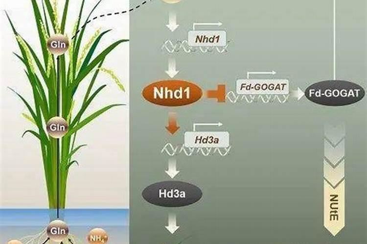 1千克95%硫酸等于多少升？
