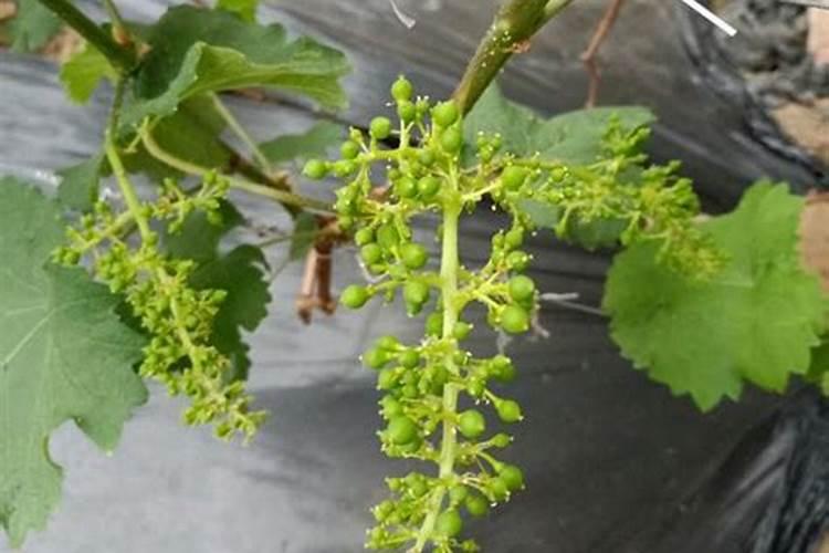 芸豆开花时,可以浇水和施肥吗？