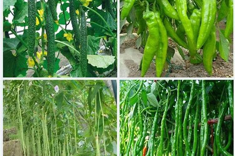 种豆角用什么肥料最好 种豆角用磷酸二氢钾肥可以吗