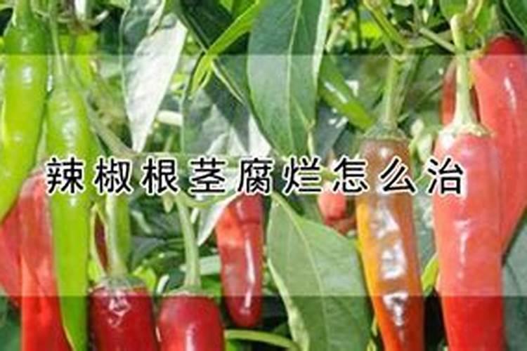 怎样治疗黄瓜苗期枯萎病