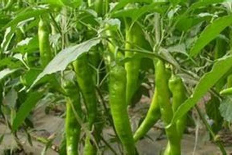 辣椒种植需要施什么肥