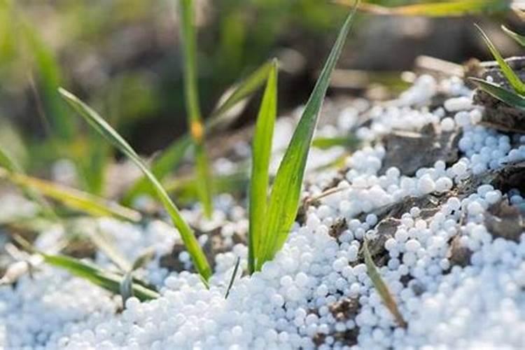 秋蔡栽培时间栽培技术