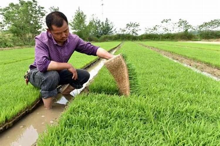 秋季可以种植什么蔬菜和苗木