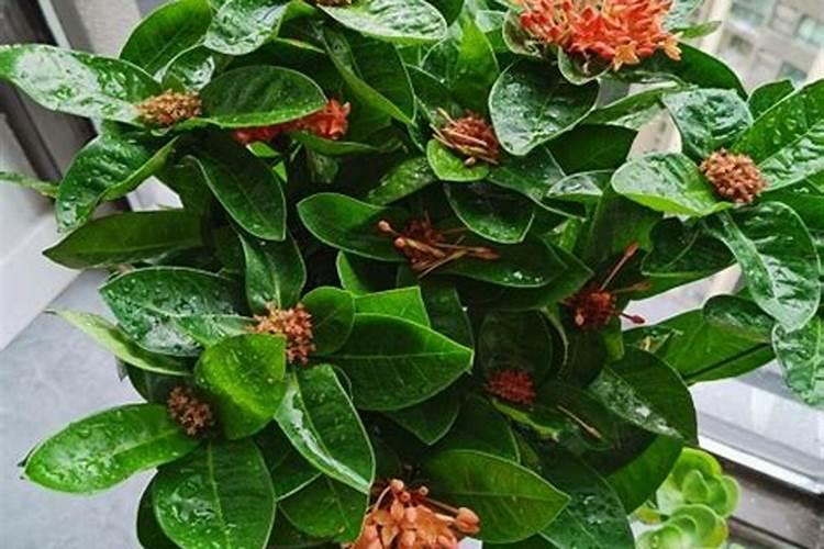 龙船花该怎么种植方法(龙船花种植全攻略,新手必看!)