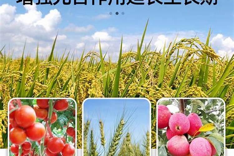 西瓜什么时候施肥？如何施肥？