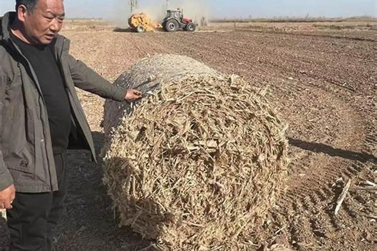 韭菜施什么肥长得又快又壮