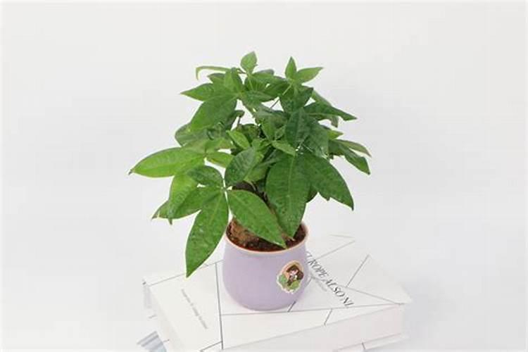 花卉常用钾肥有哪些