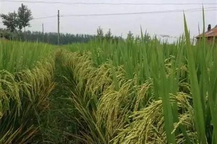 水果西瓜施肥方法和时间(西瓜什么时候浇肥是最好时期)