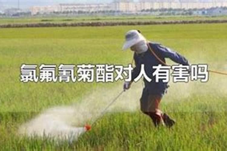 豆角开花时能打录氰菊酯吗