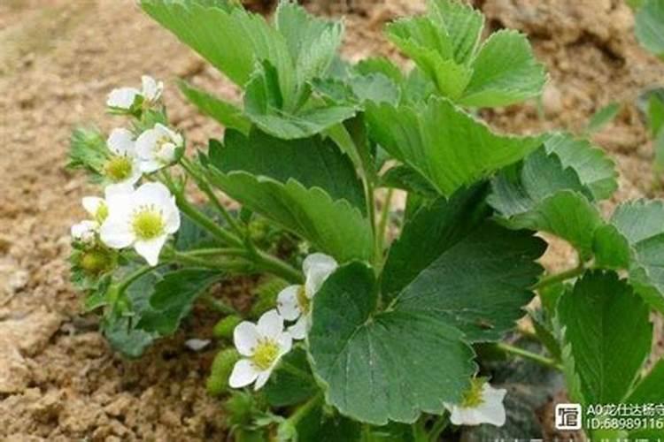 草莓花芽分化用什么药？