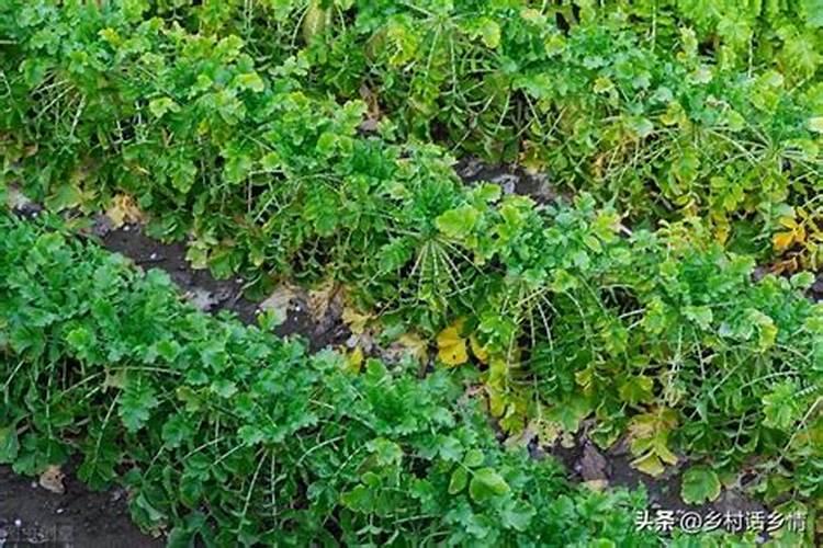 水培巴西木用什么肥料