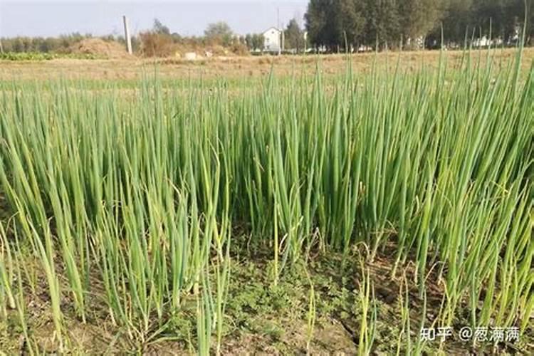 芹菜烂根病怎样防治？用什么药好？预防芹菜烂根如何做