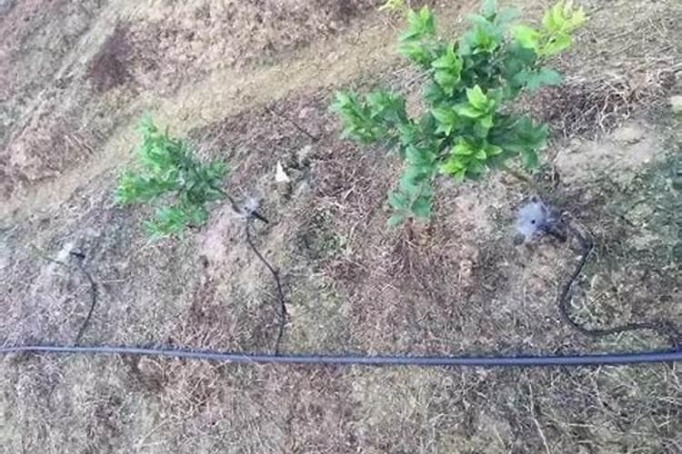 石膏到底能不能吃？