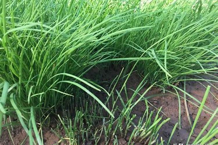 高钾肥适合浇什么花