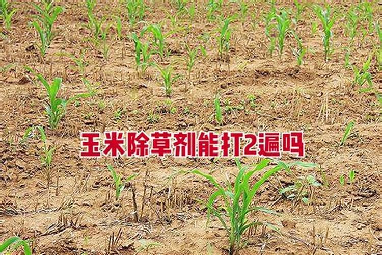 水稻移栽后几天施肥