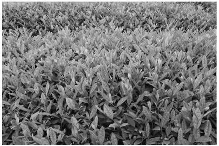 荔枝秋季管理方法