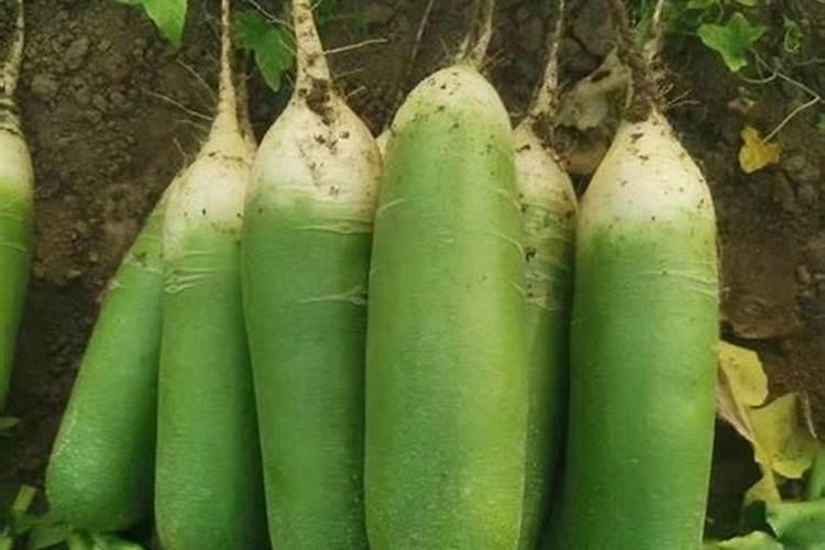 种植秋萝卜需要什么肥