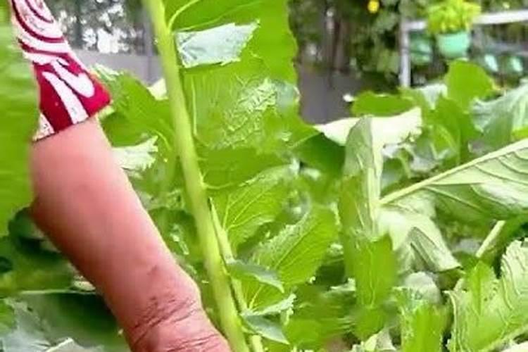 萝卜如何实现高产怎么施肥好？用根茎块膨大剂好吗