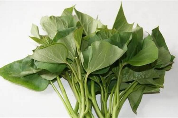 种白菜如何补施钙肥 白菜高产的方法是什么