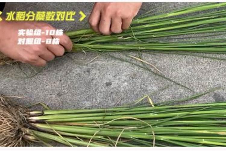 茄子辣椒怎么育苗