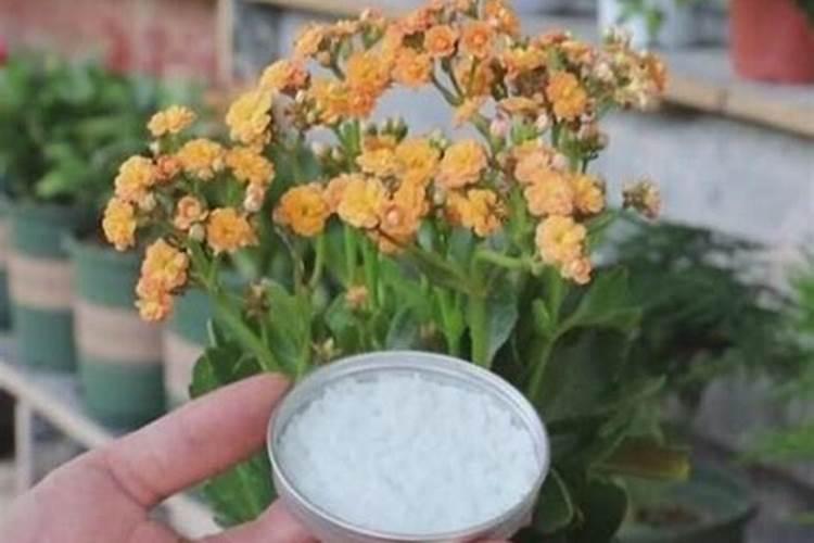 长寿花施肥用什么肥料合适 施这5种肥长得快开花多