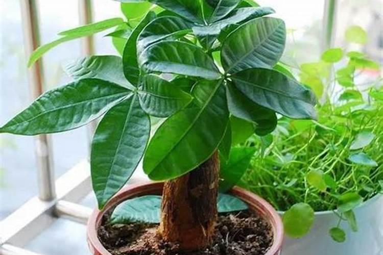 发财树如何施肥