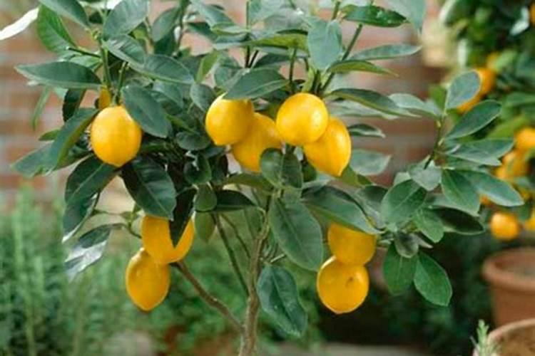 开花期桃树可以施肥吗