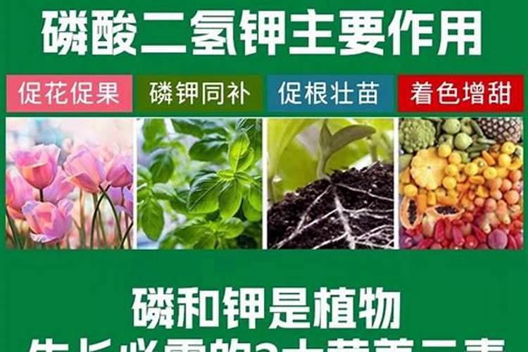 要想产品质量好,磷肥不得少,你知道如何选择磷肥吗？