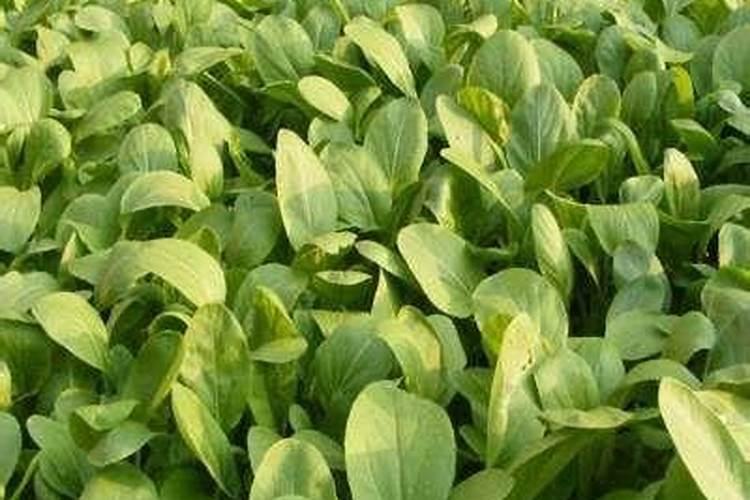 石榴浇什么肥料合适