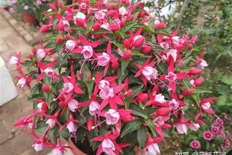 白兰花用什么肥料