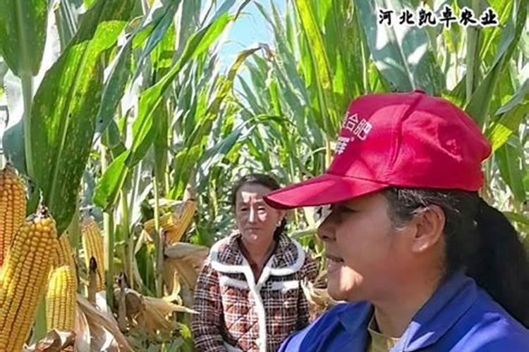 大量`元素水溶肥能和中微量元素一起混合冲施大姜吗