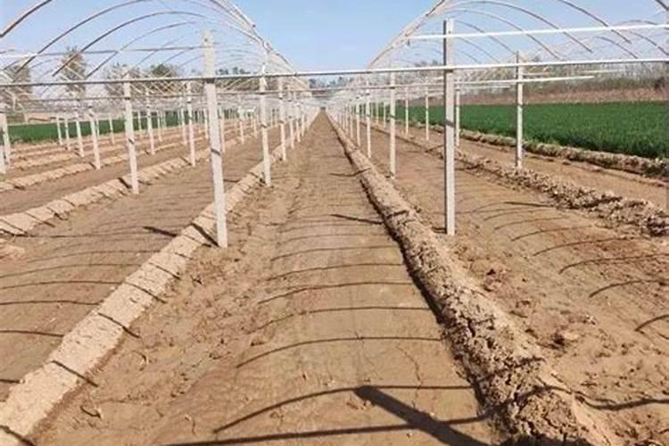 阳光玫瑰葡萄树苗怎么种植