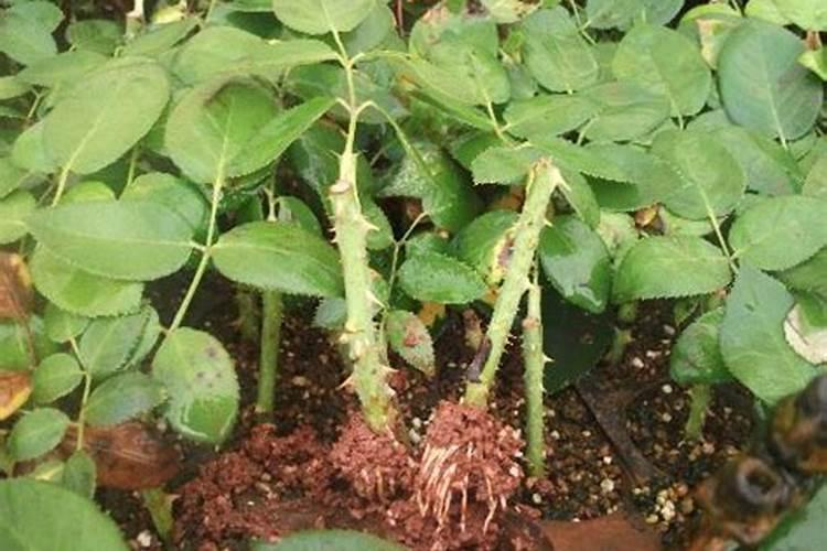 阳光玫瑰破芽期施什么肥？