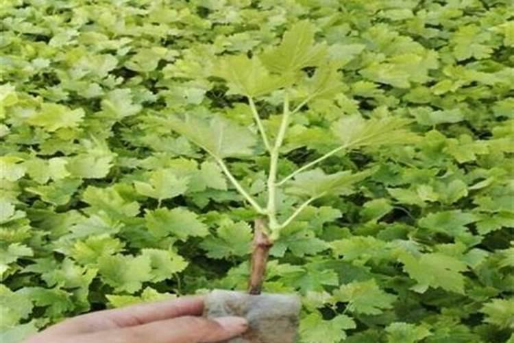 阳光玫瑰的施肥方案