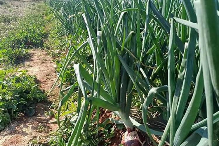 无公害洋葱肥料使用