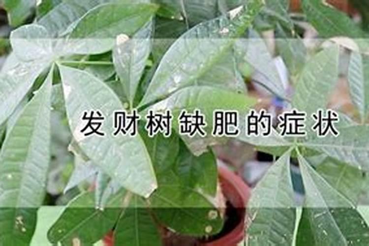 我这两盆发财树是怎么回事阿？