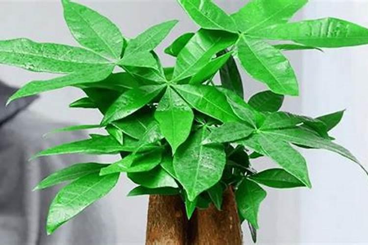 发财树缺肥的症状