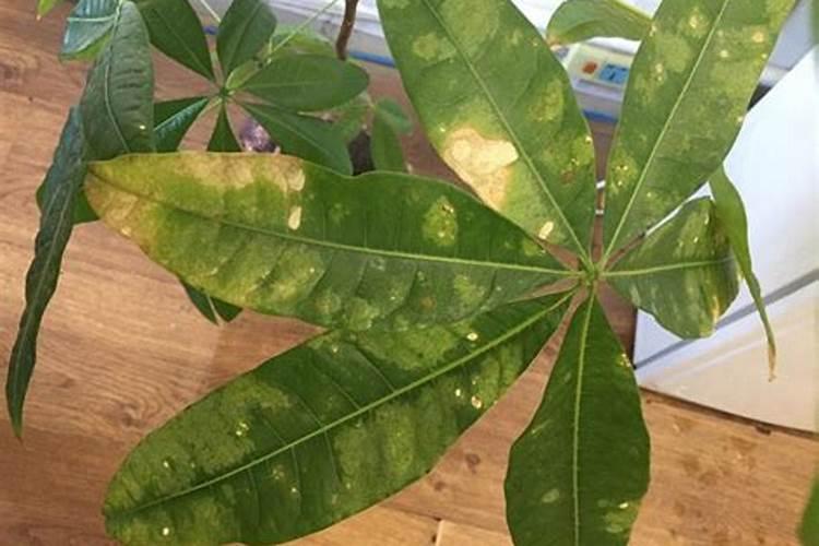 发财树的叶子为什么会卷起来
