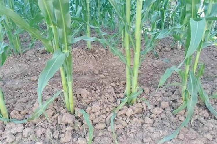 月季移栽多久施肥 月季移植后应当何时施肥？