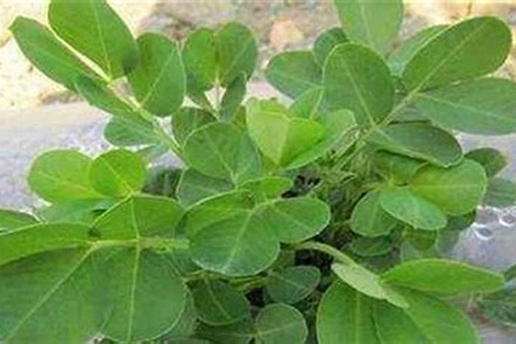 地栽月季春天施什么肥