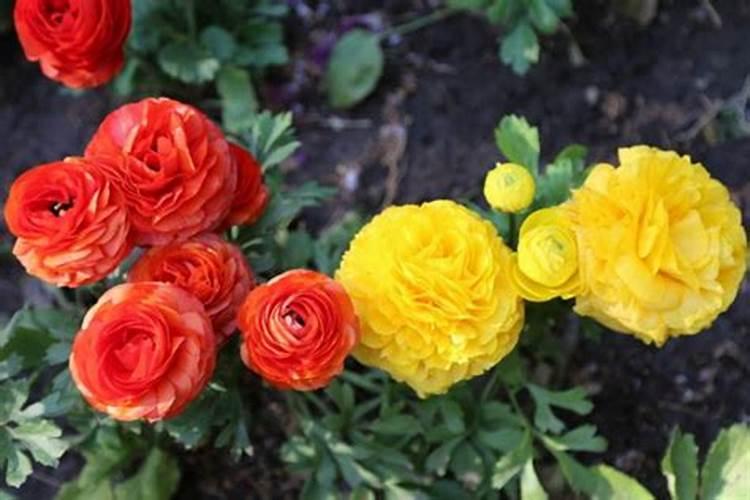 法师用什么肥料叶片又厚又肥