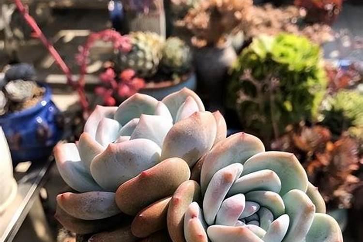 水稻钾肥的正确使用方法,什么时候施好